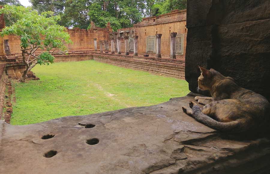Visit-Angkor-Wat-without-crowds-the-less-crowded-temples-Cat-relaxing-at-Banteay-Samre- (1)
