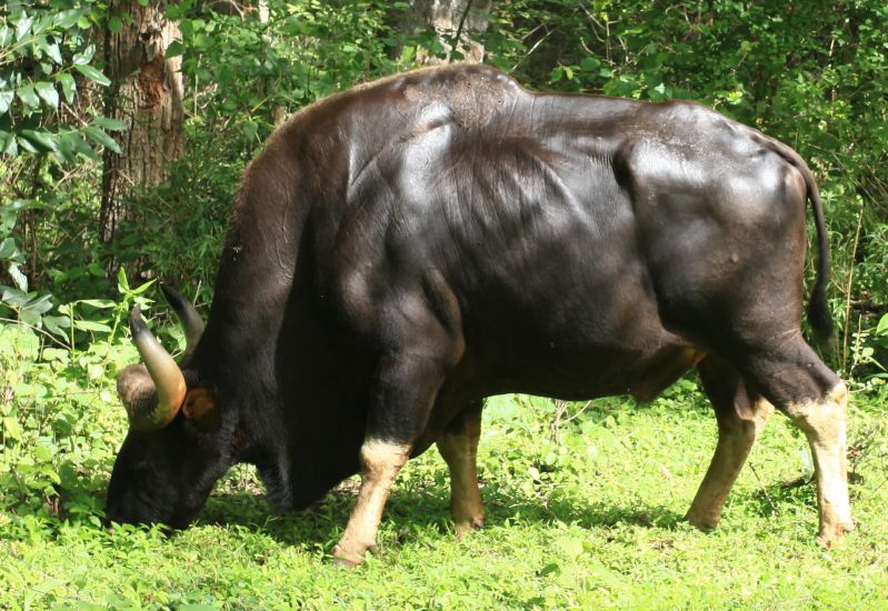 guar-cambodia