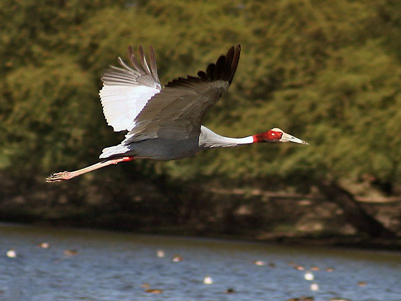 sarus-crane-bird-sighting-cambodia