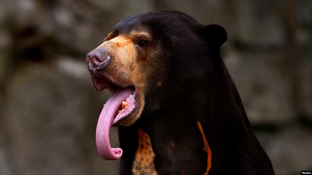 sun-bear-cambodia