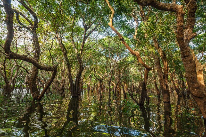 trees-in-mangrove