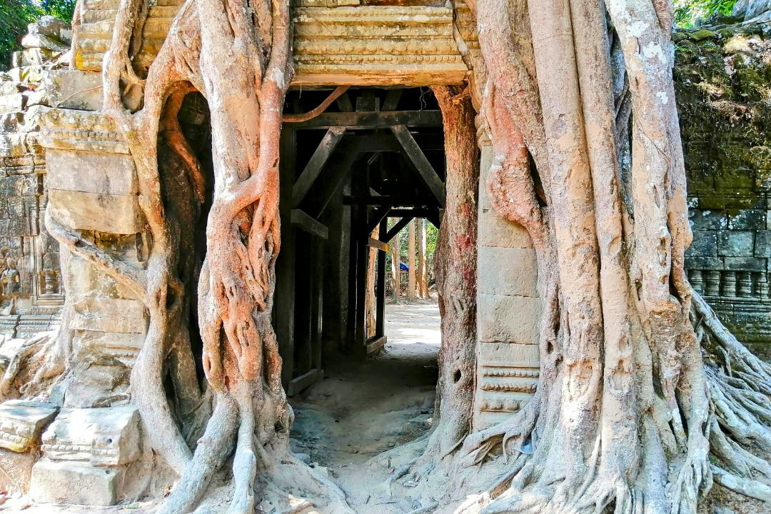 How Does Ta Som Compare with Ta Prohm and Preah Khan
