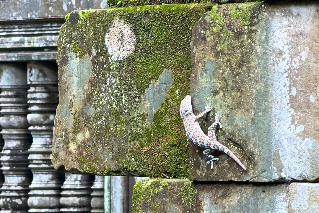 What a 2 Day Siem Reap Tour with Angkor Sunrise, Koh Ker and Beng Mealea Looks Like